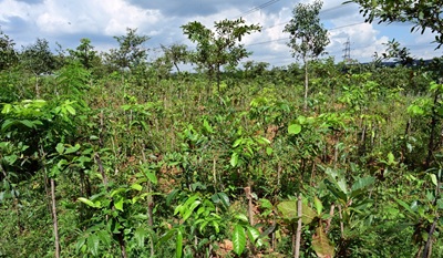 a miyawaki forest at bhoothanahalli bengaluru