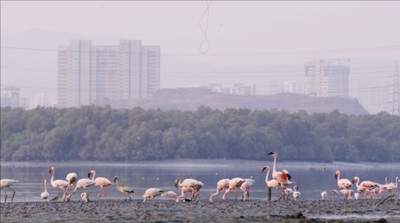 photo flamingos